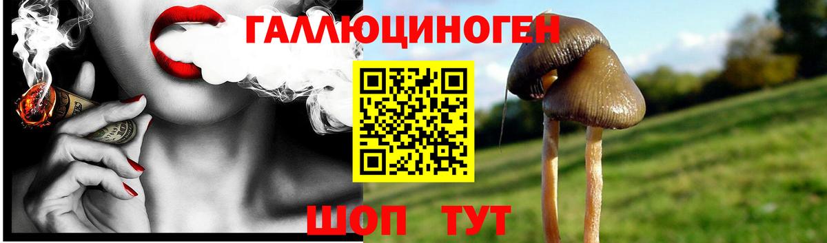 Псилоцибиновые грибы Psilocybine cubensis Норильск